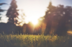 Трава и утреннее солнце