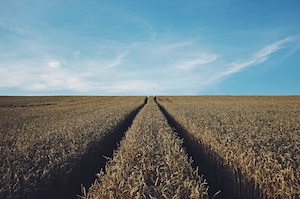 Пшеничное поле, дорога и голубое небо 