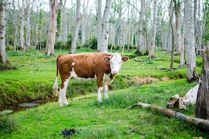 коричнево-белая корова гуляет по лесу 