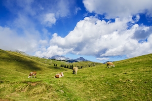 коровы пасутся на зеленом холме на фоне голубого неба 