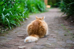 Рыжая кошка в саду 