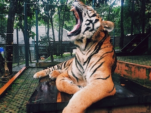 Тигра держат в неволе, ревущий тигр 