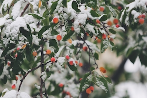 Яблоки-ранетки в снегу