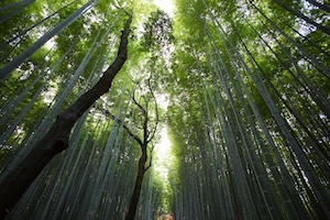 бамбуковый навес, зеленый лес 