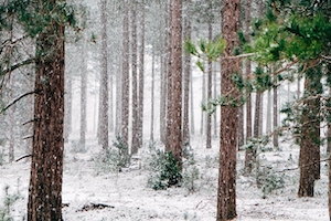 Снег, падающий в лесу