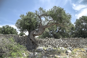 Дерево у каменной стены