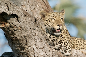 Леопард расслабляется на дереве 