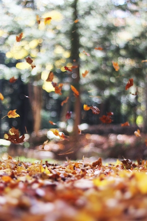 Кружащиеся осенние листья
