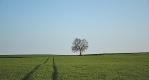 поле и одинокое дерево 