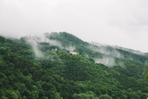 смешанный лес на склоне горы, прикрытой низкими облаками 