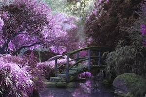 Лестница в саду с розовыми деревьями, мост над рекой