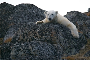 белый медведь отдыхает на скалах 
