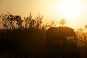 силуэт слона на фоне заката 