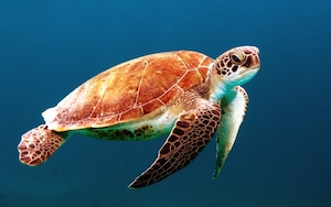 черепаха в море
