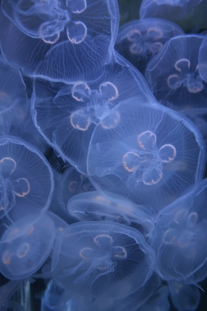 Макросъемка медуз