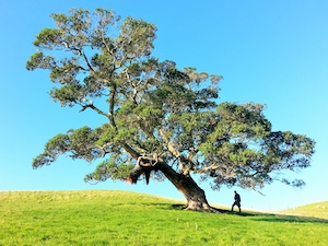 одиноко стоящее дерево, зеленая крона на фоне неба 