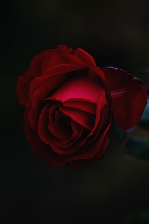 Потрясающая красная роза