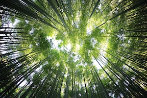 Навес из бамбуковых листьев