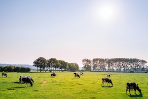 коровы на поле, на фоне неба 