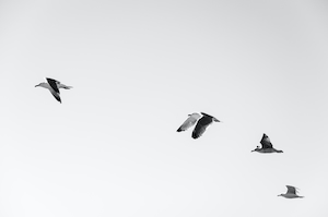 черно-белая фотография птиц в небе 