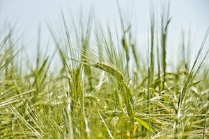 Молодое пшеничное поле, крупный план 