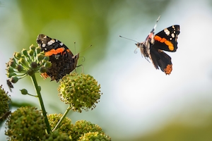 Две черно-оранжевые бабочки, крупный план 