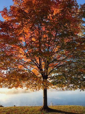Осеннее кленовое дерево