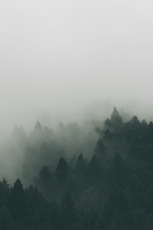 Белый туман над темным лесом