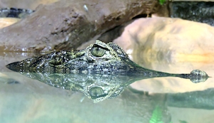 Плавающий крокодил, глаз крокодила, крупный план 