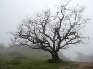 голое мертвое дерево на фоне туманной долины 
