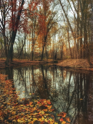Осенние листья, плавающие в озере в парке