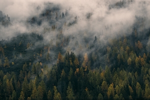Туманный сосновый лес 