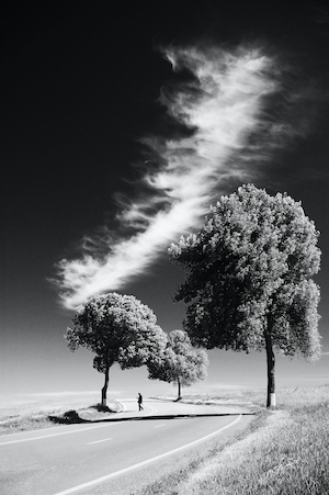 черно-белая фотография человека на дороге, проходящей мимо трех деревьев 