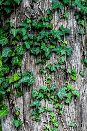 текстура коры дерева, крупный план, зеленые листья плюща 