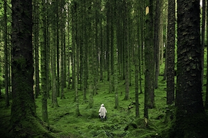 зеленый лес изнутри, стволы деревьев, мох, сосны, человек в белой одежде 