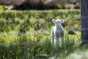 Молодая овца на лугу