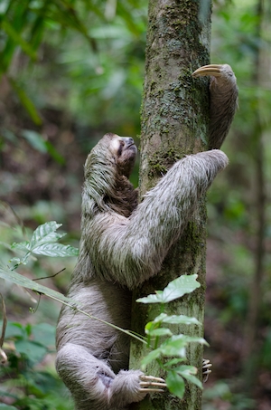 Ленивец ползет по стволу дерева 