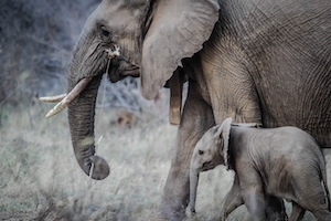Мама-слон и ребенок идут по полю 