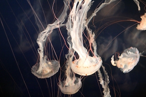 Медузы плавают в Ванкуверском аквариуме, цветная медуза с щупальцами, крупный план 