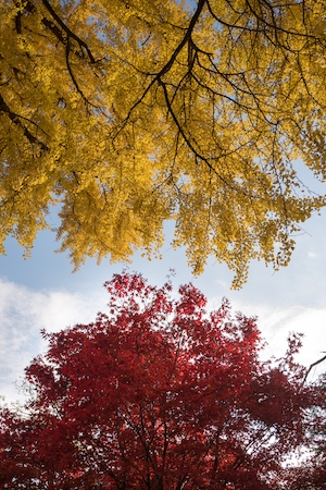 ярко-красная и желтая кроны осенних деревьев, фото снизу