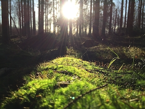 Солнце, сияющее на лесной подстилке