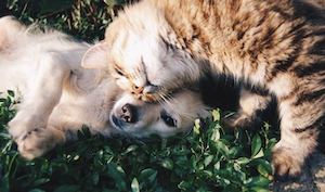 кошка и собака лежат на траве 