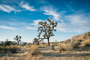 Уникальные деревья, одинокие деревья в пустыне 