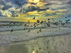 Стая летящих птиц над морем 