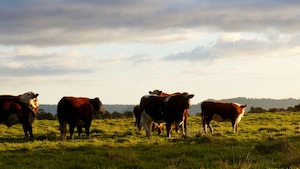 коровы на лугу во время заката 