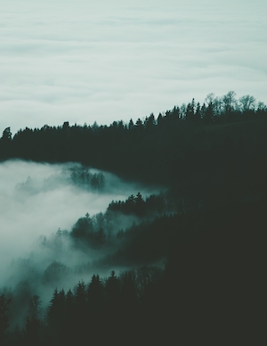 Лес в облаках и тумане