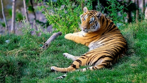 тигр лежит на траве, смотрит в кадр 