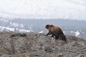 Медвежья семья на фоне снежных гор 