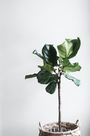 декоративное домашнее растение, лировидный фикус 