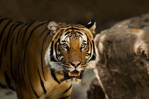 тигр смотрит в кадр, портрет тигра, крупный план 
